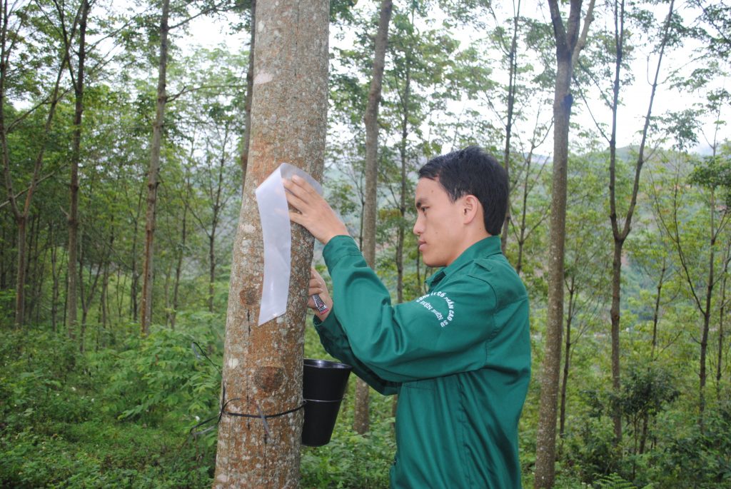 15 năm trên vùng đất phi truyền thống Bài 1: Cây cao su về bản